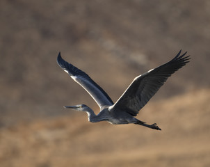 Grey heron flying