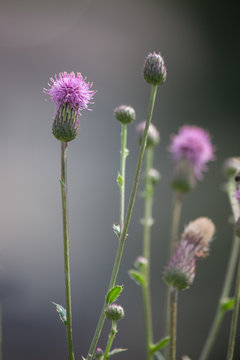 Purple Thistle