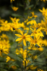 Yellow Flowers 