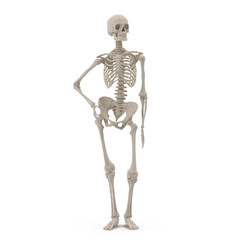 Human Female Skeleton standing pose on white. Front view. 3D illustration