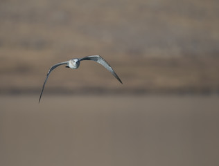 Pallas's gull