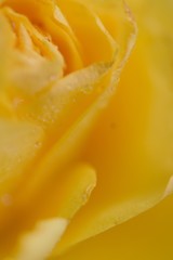 Fototapeta na wymiar Macro details of Yellow Rose with water droplets in vertical frame