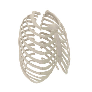 Female Ribcage Skeleton on white. 3D illustration