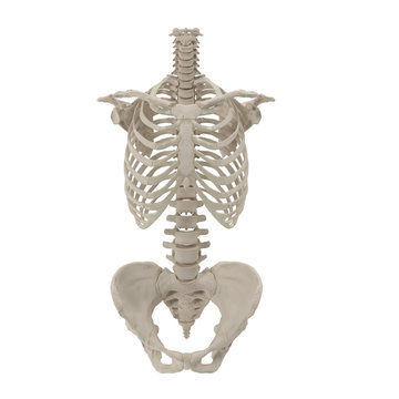 medical accurate female torso skeleton on white. Front view. 3D illustration