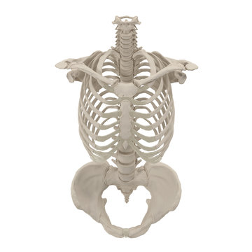 Female Torso Skeleton on white. 3D illustration