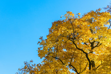 Vibrant yellow golden maple fall tree foliage on bright blue sky