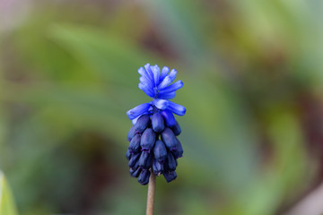 Cultivated broad-leaved grape hyacinth (Muscari latifolium)