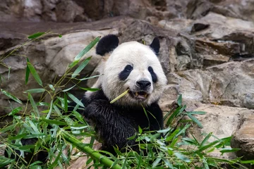 Crédence de cuisine en verre imprimé Panda giant panda while eating bamboo
