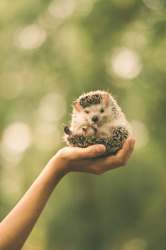 hedgehog in the hands of a young girl