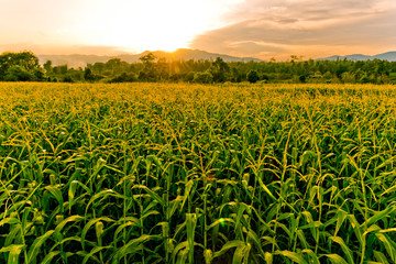 Fototapeta na wymiar corn field in sunset