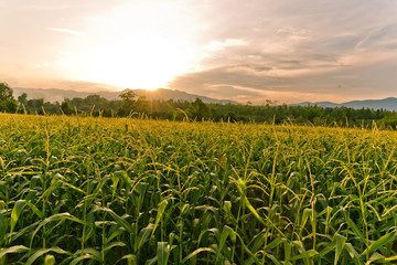 corn field in sunset