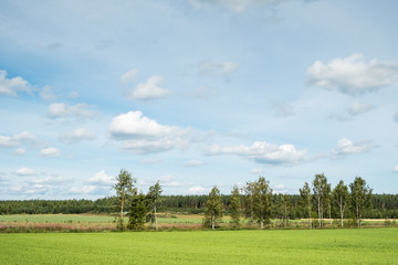 Field in a countryside on a summer day with some clouds in the sky