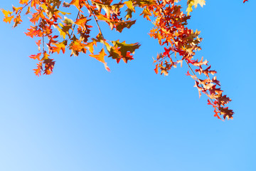 Oak fall tree foliage on bright blue sky with copy space
