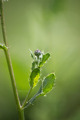 Purple Thistle