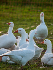 Gänse auf der Weide