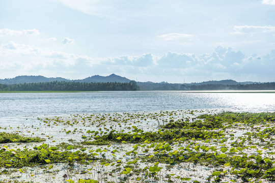 Swamps of Tissa Wewa, an artificial reservoir in Tissamaharama city, Sri Lanka