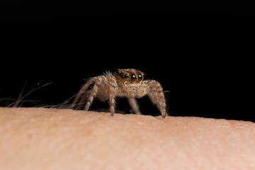 Jumping Spider on hand