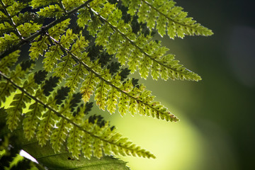 Fern