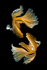 Yellow Betta isolated on black background