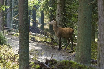 Red deer walking in forest