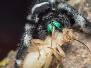 Phidippus regius adult feeding on a cricket