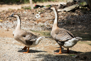 Geese are walking in farm