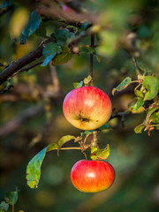 Reife Äpfel am Baum