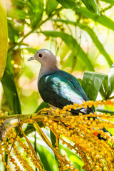 Green Imperial pigeon (Ducula aenea) sitting on a palm tree