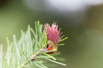 Flower of a douglas fir