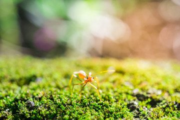 Red Ant Walking on Moss