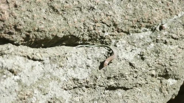 lizard sits on a rock