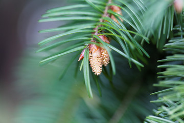 Flower of a douglas fir