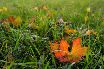 Ahornblatt im Gegenlicht mit Herbstfärbung