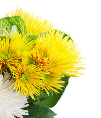 Chrisantemum fall green and yellow flowers bouquet close up isolated on white background