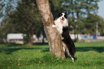 border collie dog posing by a tree