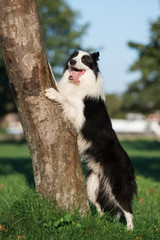 funny border collie dog posing by a tree