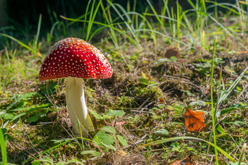 Red mushroom  (amanita muscaria) in the grass