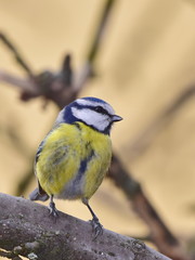 blue tit on feeder