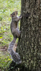 A Gray Squirrel climbs a tree while looking at the camera.