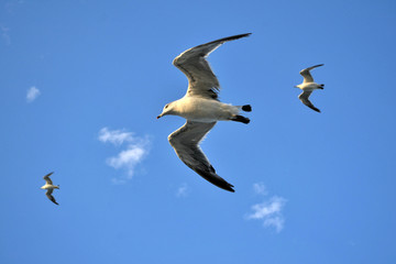 Fototapeta premium The group of Albatrosses / shearwaters (or 