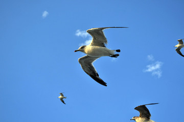 The group of Albatrosses / shearwaters (or 