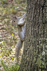 Gray Squirrel climbing a tree is curious.