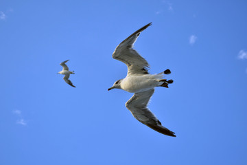 The group of Albatrosses / shearwaters (or 