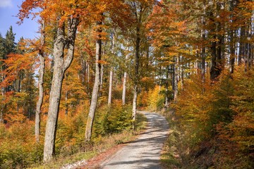 Autumn road in the forrest