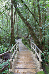 Obraz premium Wooden path in a tropical forest, Kinabalu Park, Borneo