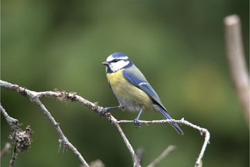 Blaumeise auf Ast