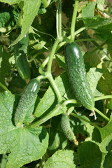 ripe cucumber in garden
