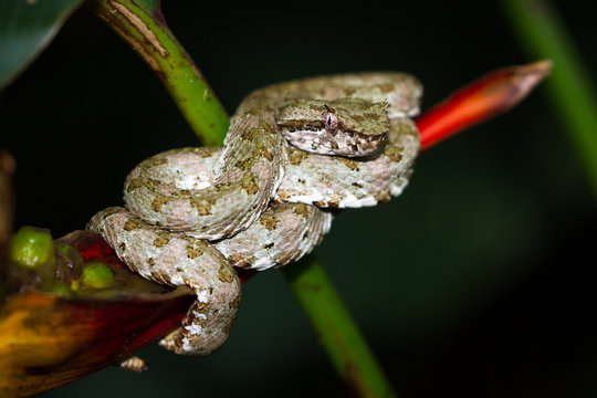 Eyelash viper - Bothriechis schlegelii