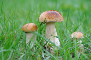 Mushroom in a forest on green background.