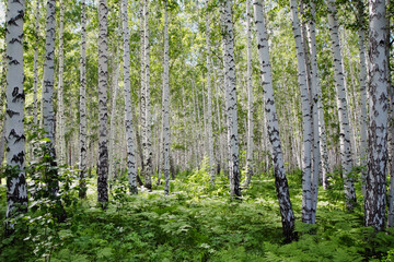   Russian birch forest is clean and light after the rains in the bright sun